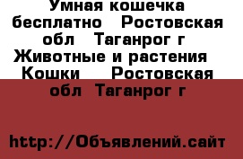 Умная кошечка бесплатно - Ростовская обл., Таганрог г. Животные и растения » Кошки   . Ростовская обл.,Таганрог г.
